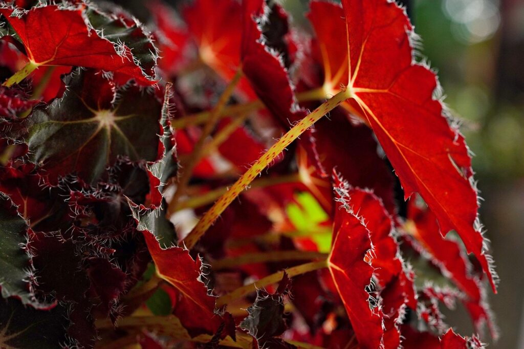 begonia-8838105_1280 -